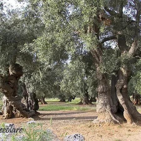 Don Cosimo Tra Ulivi Secolari * Monopoli