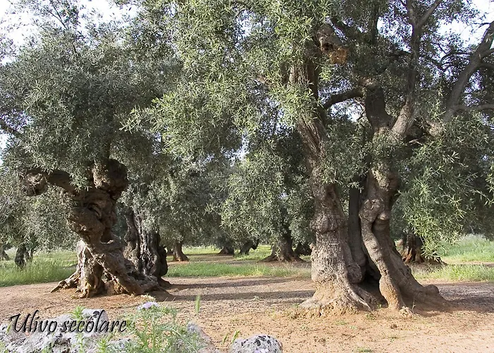 Don Cosimo By Sthey * Monopoli